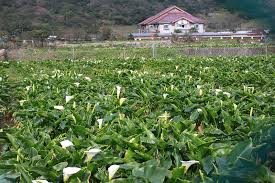 竹子湖採海芋包車旅遊