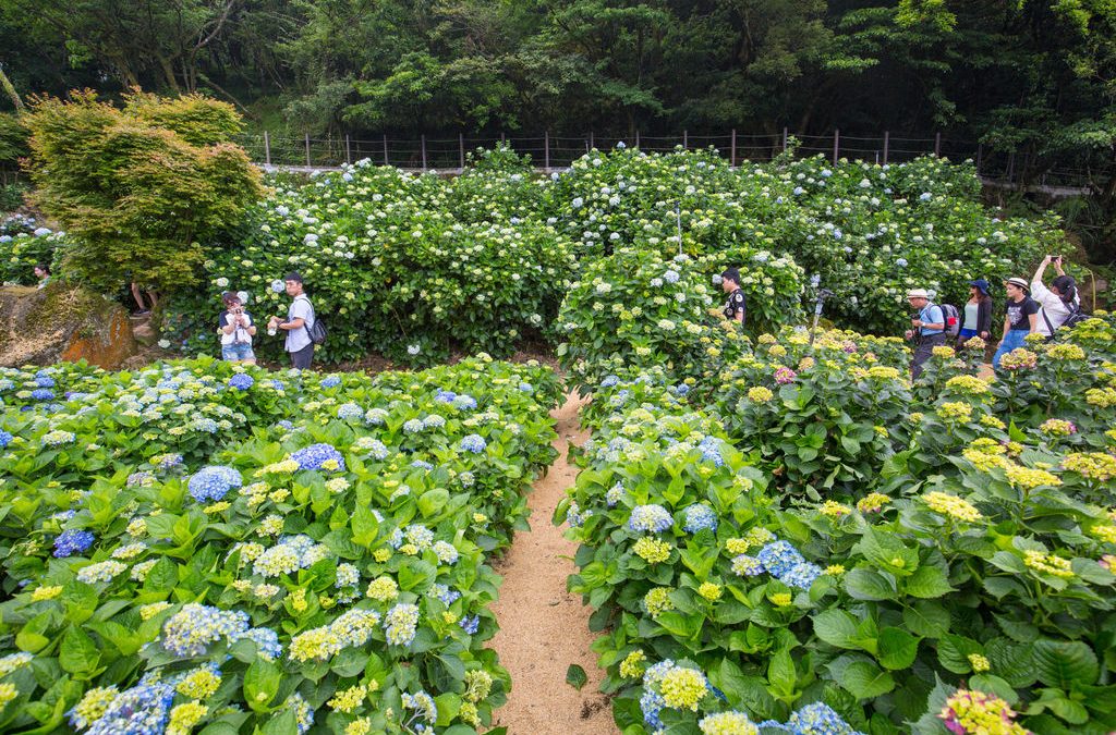 4月包車旅遊桐花雪紛飛!全台10大包車旅遊、浪漫賞桐秘境大公開