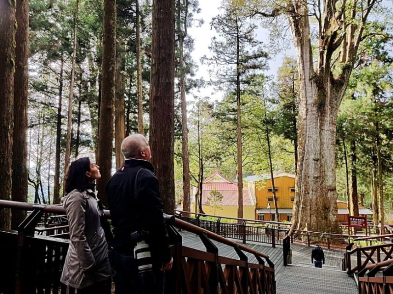 台灣阿里山包車旅遊、阿里山包車三日遊