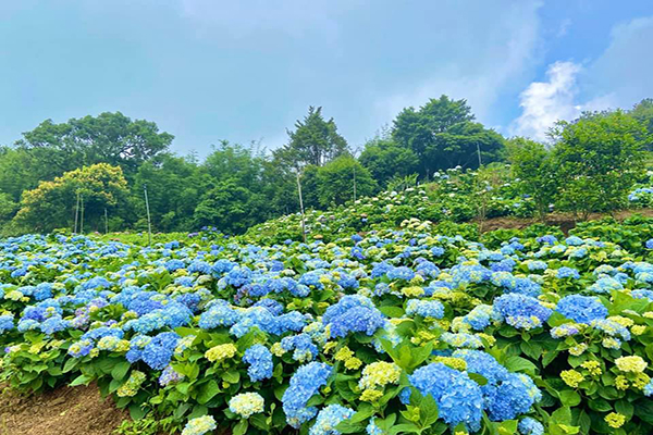 高家繡球花田