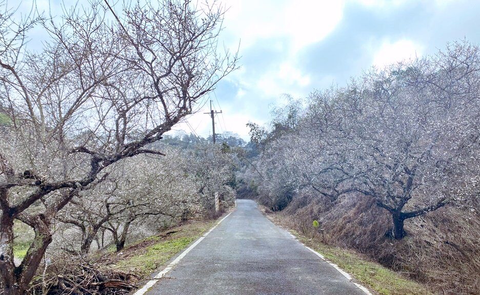 南投包車,南投七人座包車,南投包車旅遊,南投包車推薦,南投包車一日遊,向山自行車道包車,年梯步道包車景點,水里蛇窯包車旅遊,九尖茶廠包車景點,溪頭好呆庄包車推薦,南投魚池包車,國姓包車景點