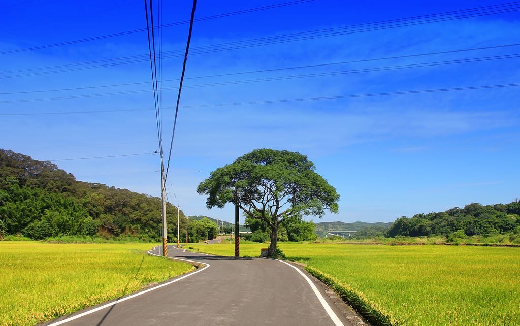 苗栗包車,苗栗九人座包車,苗栗包車旅遊,苗栗包車推薦,苗栗包車一日遊,伯朗大道包車,苗栗藺草文化館包車景點,濱海藝文中心水泥管造景包車旅遊,烏嘎彥竹林包車景點,山腳國小包車推薦,苗栗泰安包車,七人座包車景點