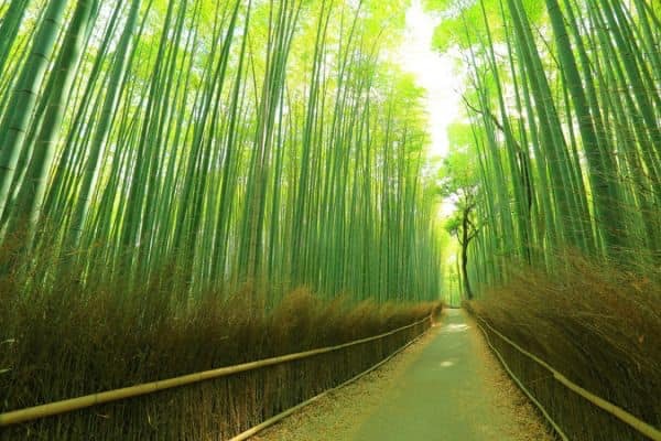 雲林包車,雲林九人座包車,雲林包車旅遊,雲林包車推薦,雲林包車一日遊,雲嶺之丘包車,五元兩角包車景點,木馬古道包車旅遊,石壁仙谷包車景點,幽情谷包車推薦,雲林草嶺包車,七人座包車景點