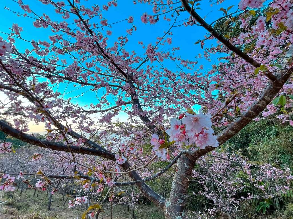 高雄包車旅遊景點-高雄地區新春賞櫻首選地