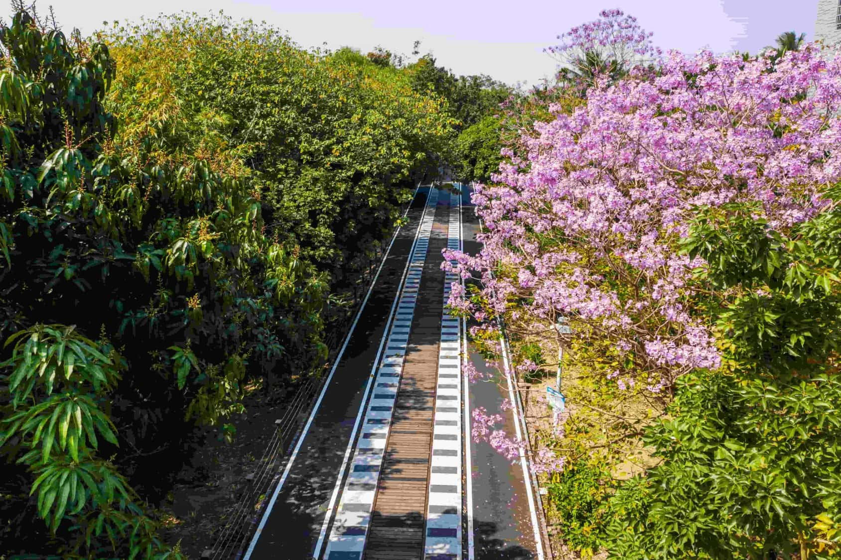 嘉義包車自由行-欣賞舊有鐵道森林的文化風景