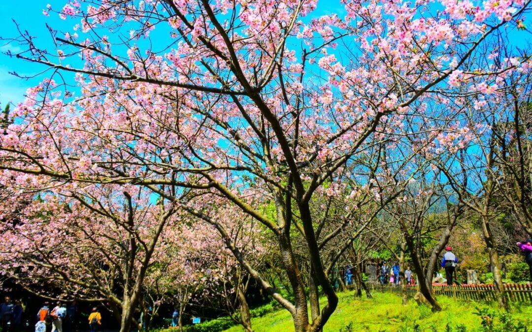 2023台北旅遊包車-台北自由行賞花泡溫泉一日遊~