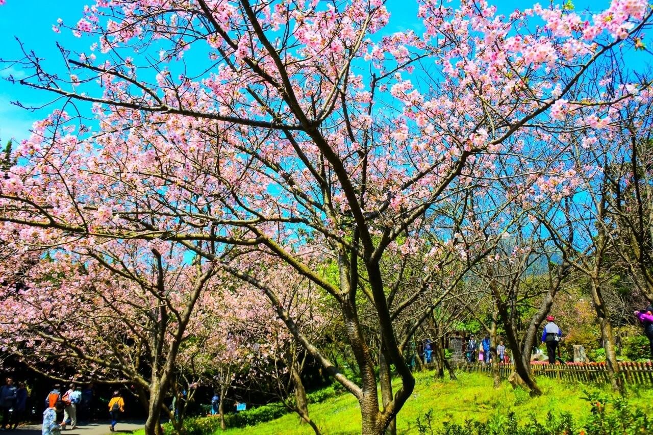 台北包車旅遊-陽明山賞花