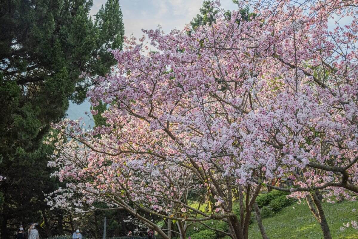 台北包車賞花,台北一日遊,台北花博,台北七人座包車,陽明山賞櫻,櫻花