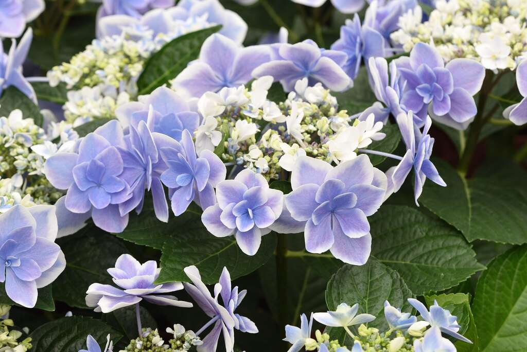 繡球花季