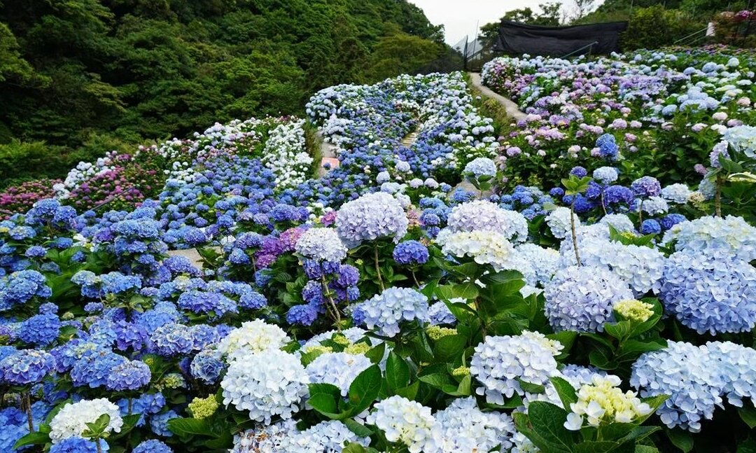 台北繡球花季賞花包車一日遊,最優美的遊玩台北