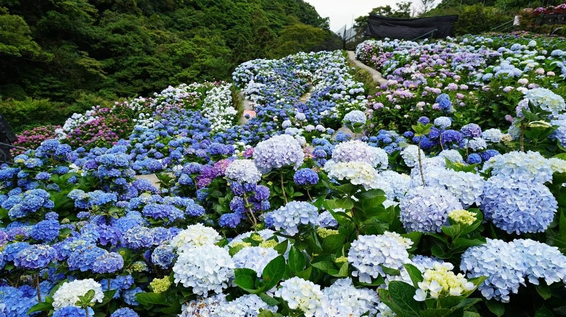 包車旅遊賞花