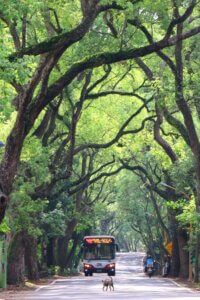 南投旅遊包車-集集綠色隧道