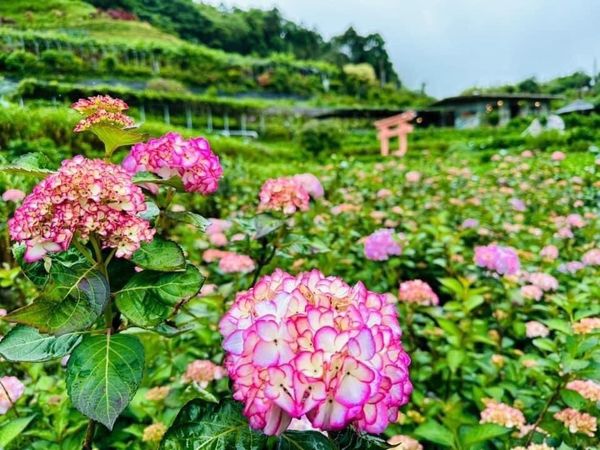台北包車旅遊-繡球花季賞花