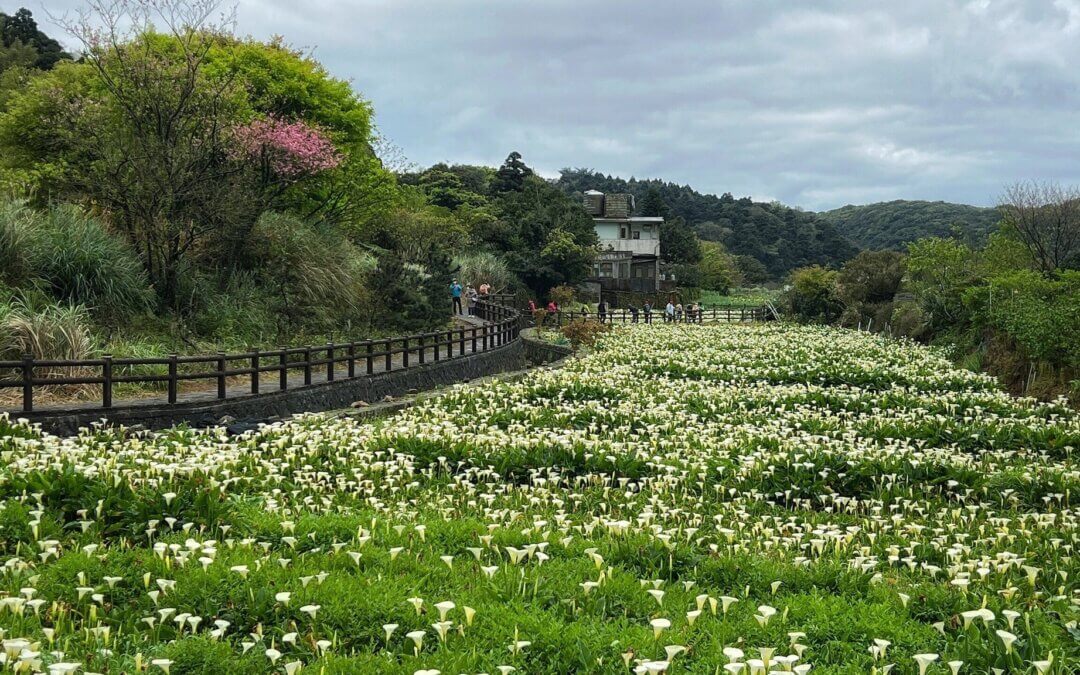 台北包車,陽明山包車,泡湯,包車,溫泉,台北旅遊包車,台北旅遊,台北包車旅遊,九份包車,烏來老街
