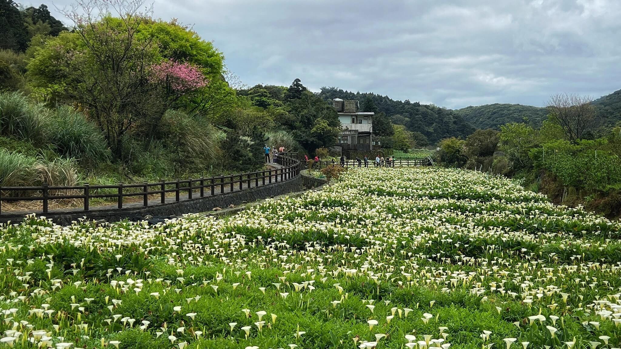 台北包車,陽明山包車,泡湯,包車,溫泉,台北旅遊包車,台北旅遊,台北包車旅遊,九份包車,烏來老街
